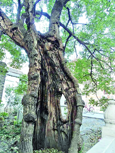 图片一棵大树猜一成语_一图一成语猜答案大全(3)