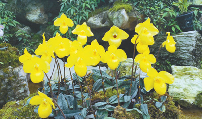 野生植物需要更好的保护
